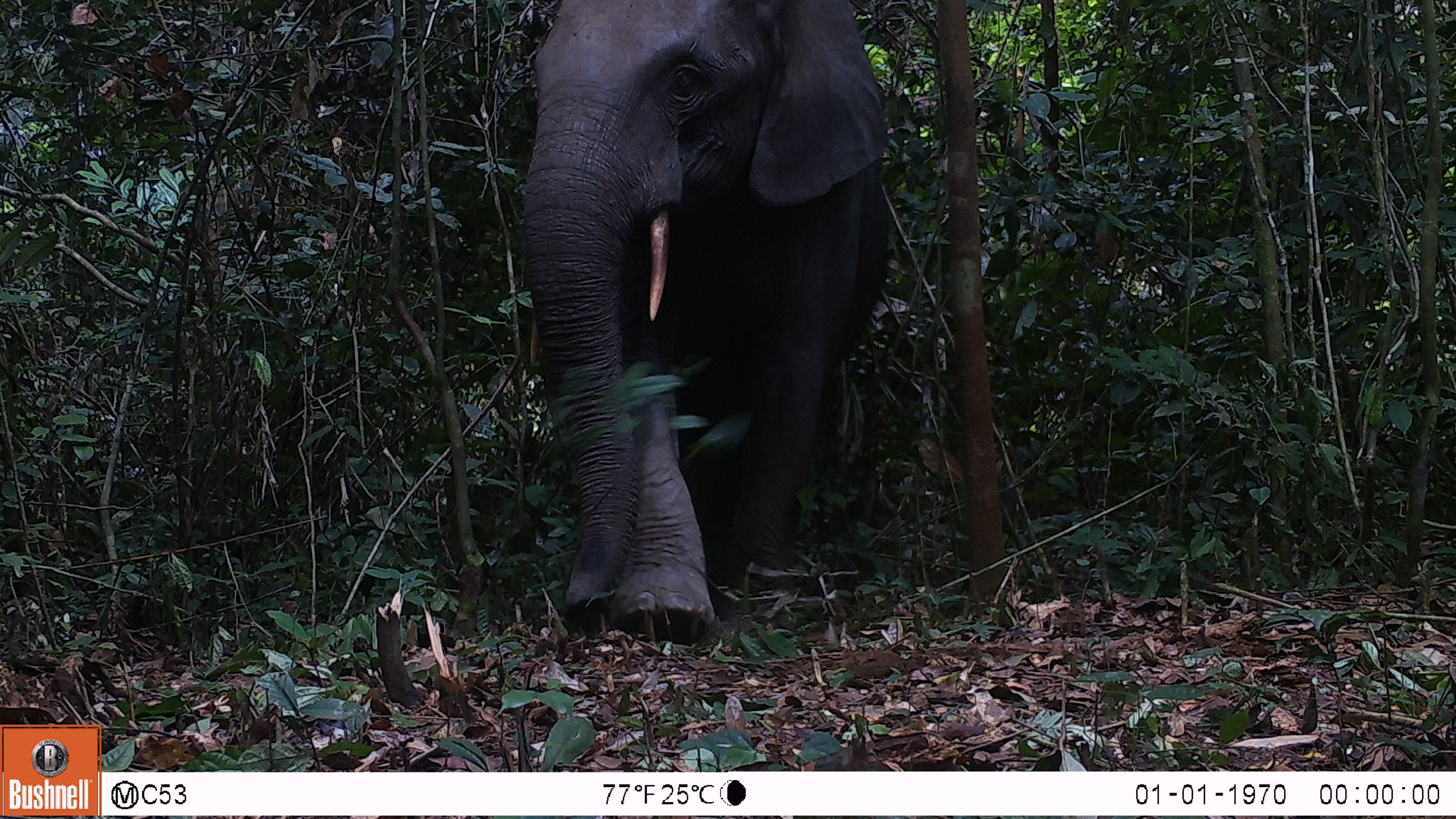 Elephant © Joeri Zwerts Utrecht University