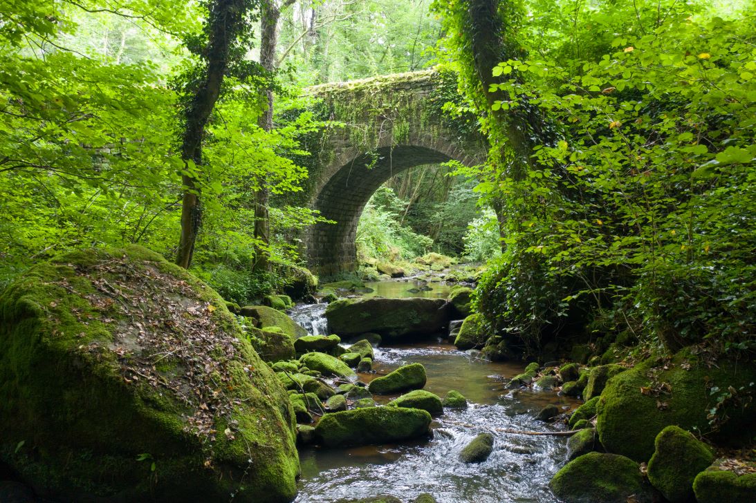 Image of river running through a woodland