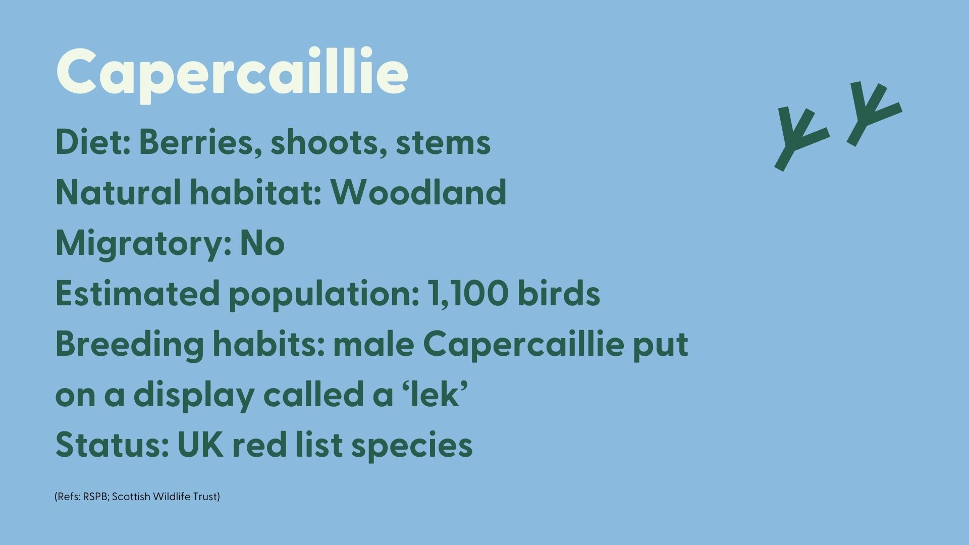 Capercaillie