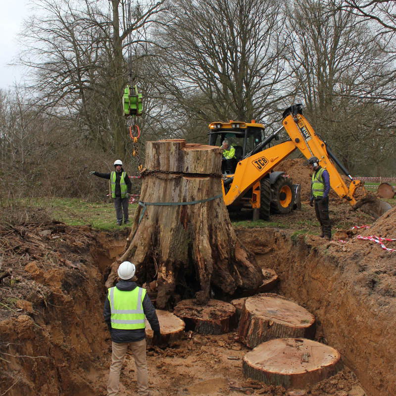 Creating decaying wood habitat belowground