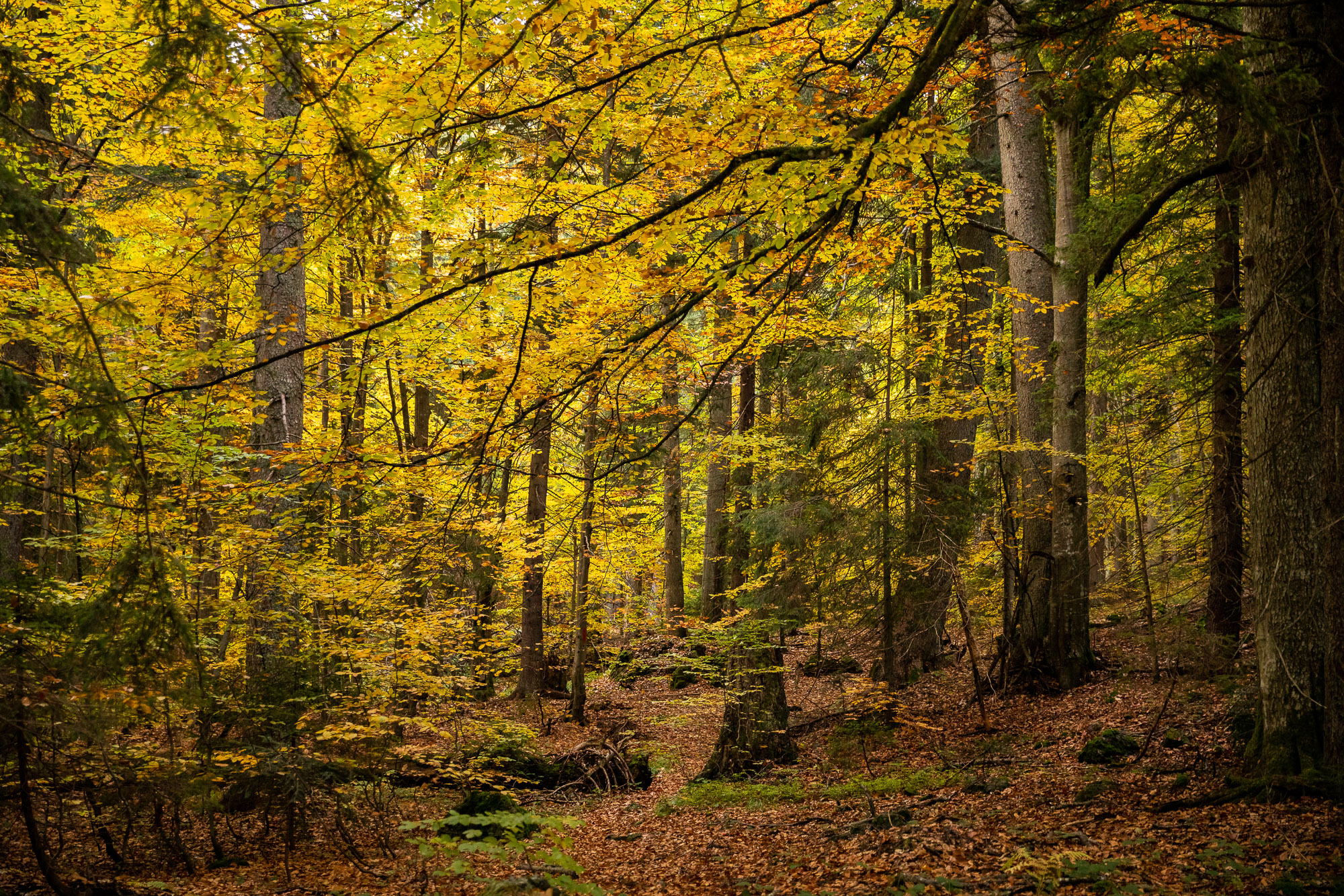 Strambu forest (c) FSC / Jonathan Perugia