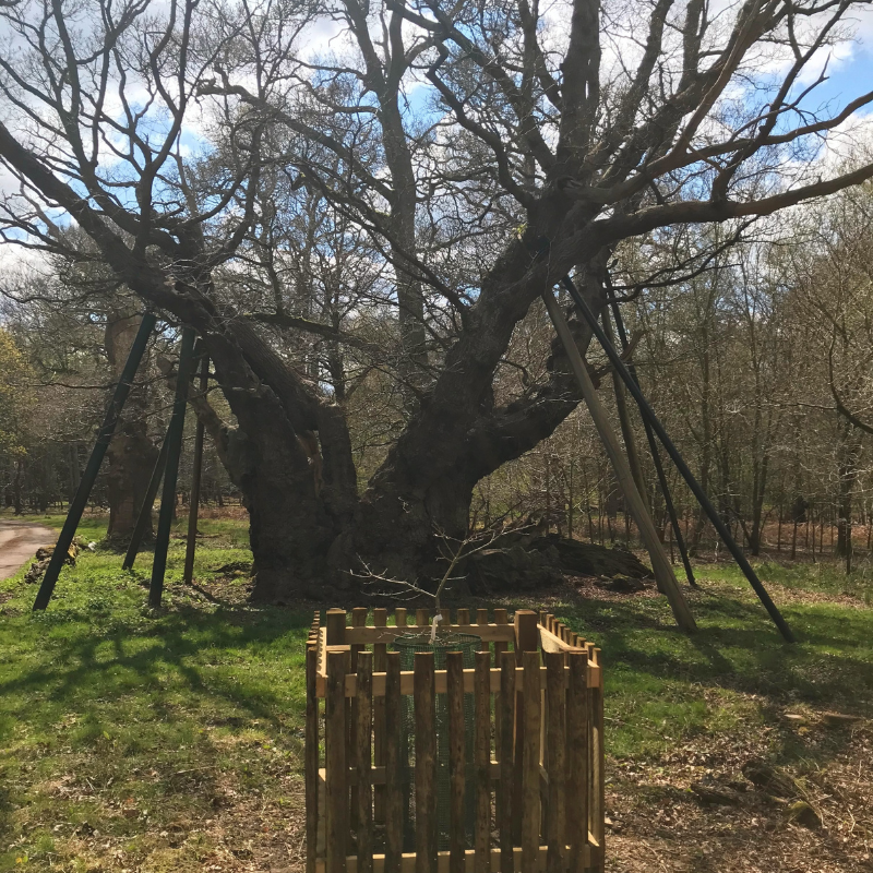 Genebank planting of ancient trees providing biological continuity for the future