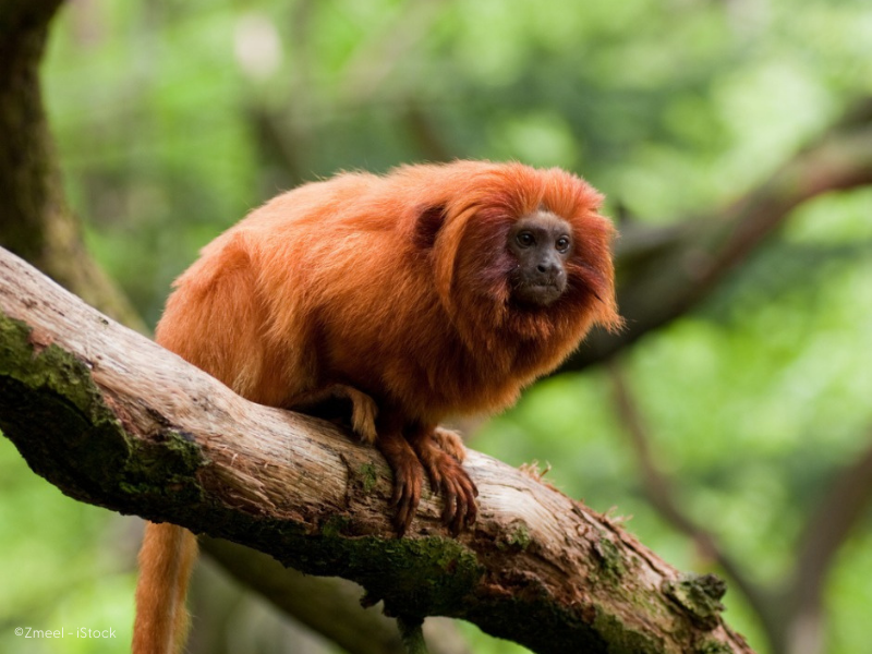 Golden lion tamarin (C)Zmeel- iStock