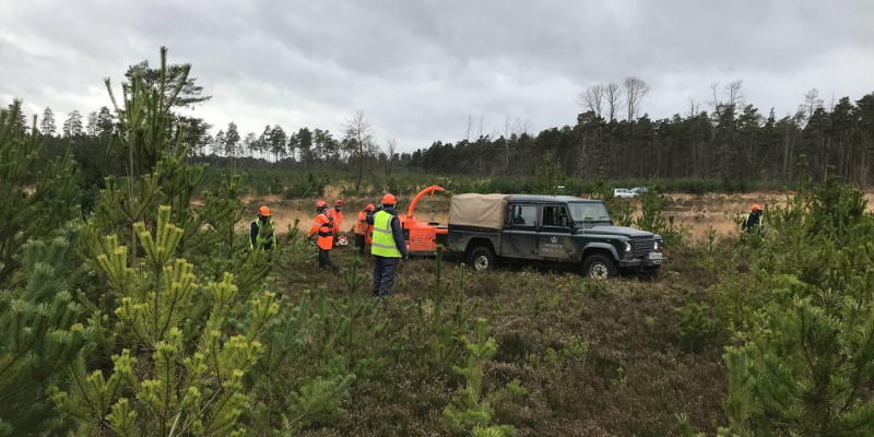 Heathland management in Swinley forest