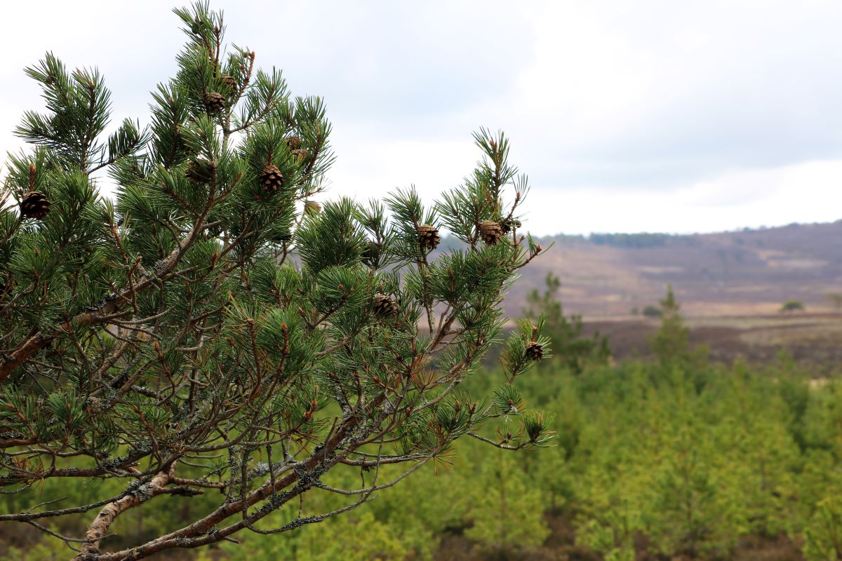 Strathspey Estate (c) FSC UK