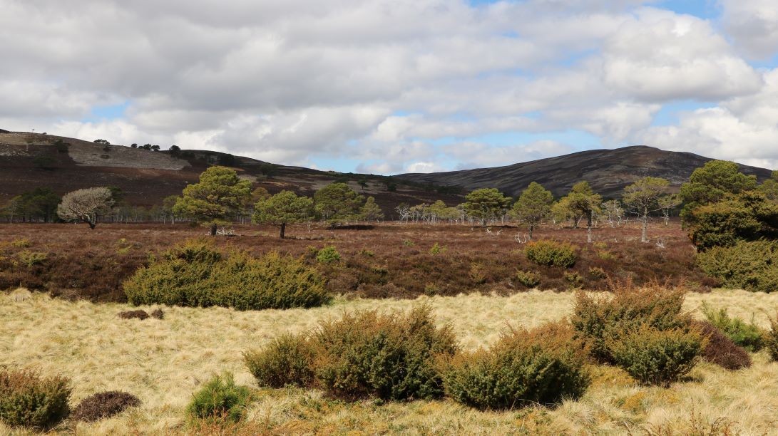 Strathspey Estate (c) FSC UK