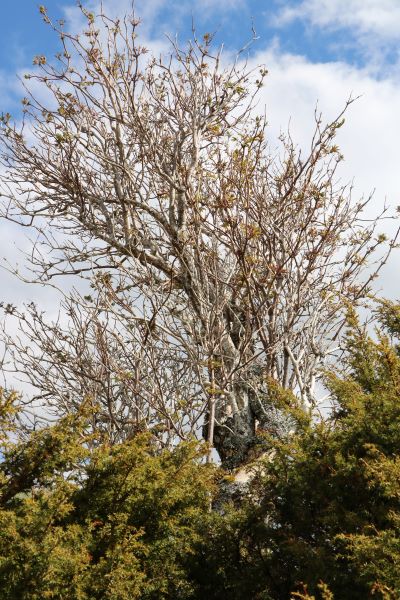 Elder growing out of juniper