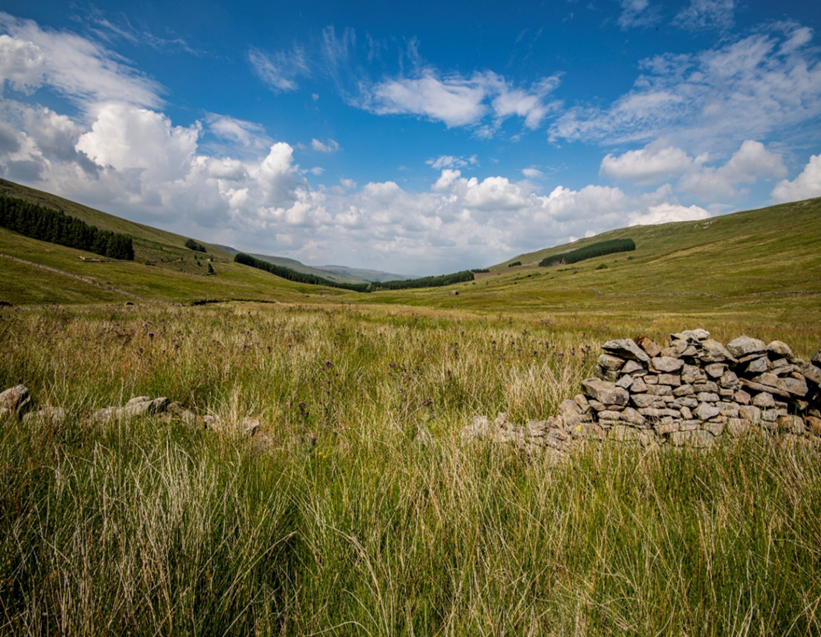 Snaizeholme © Woodland Trust