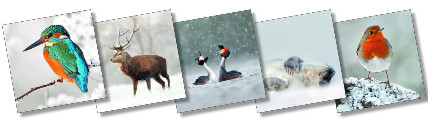 Eco Friendly Card Co Xmas Wildlife Trust cards