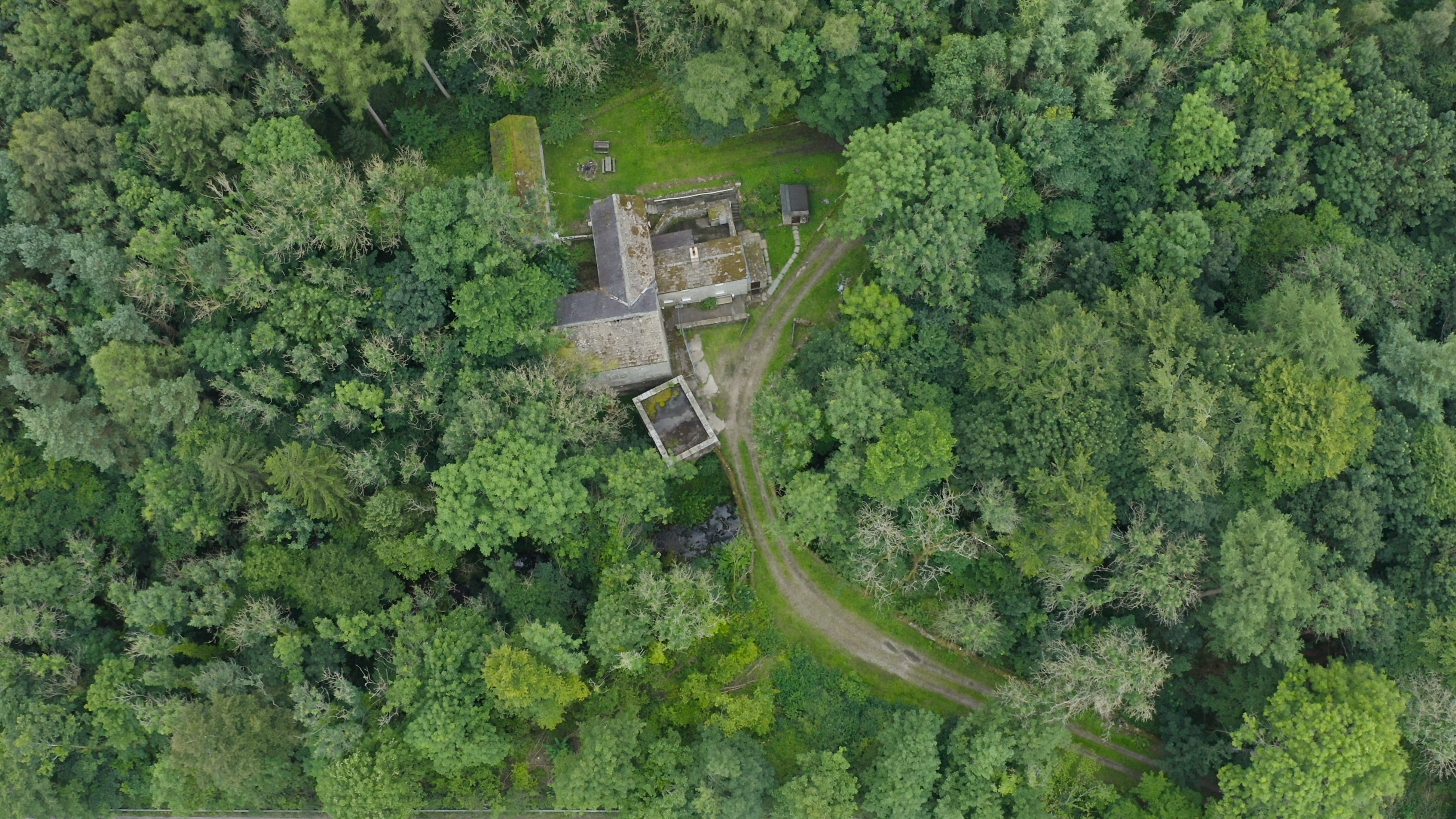 Aerial view of forest canopy