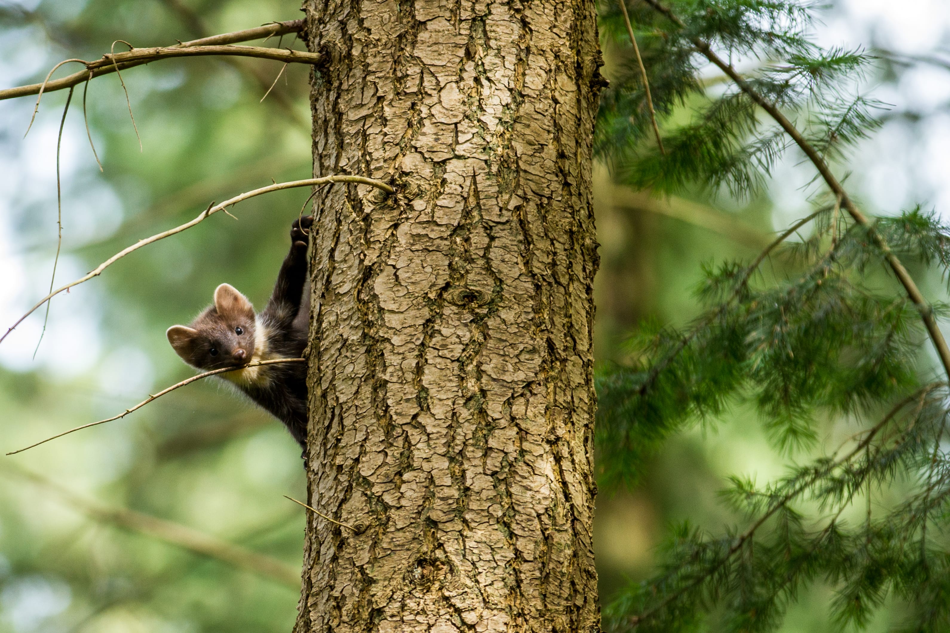 pine marten