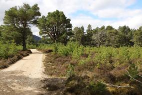 strathspey estate