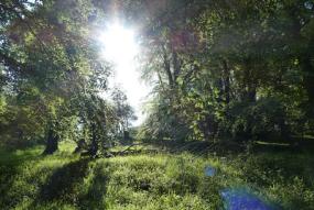 Ashridge Estate (c) Mark Griffin