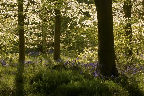 Bluebell in West Woods, by Max Moore