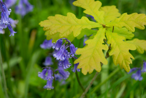 Oak sapling in bluebells