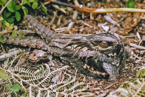 Nightjar (C) Forestry England