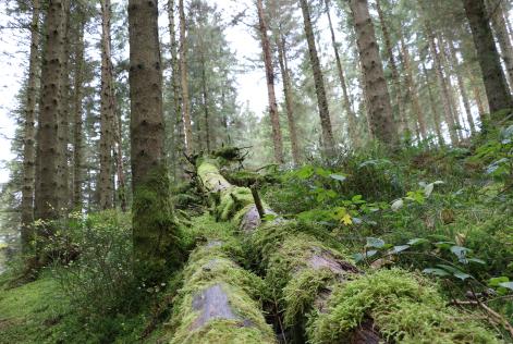 Hafren forest (C) FSC UK