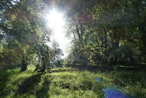 Ashridge Estate (c) Mark Griffin