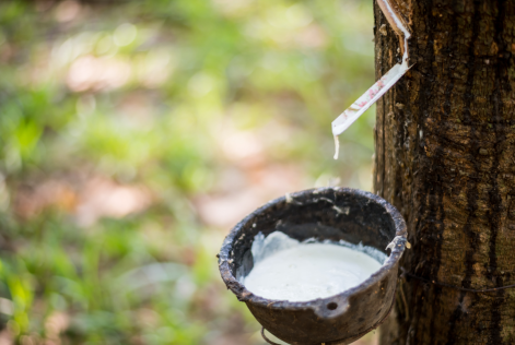 Natural rubber tree