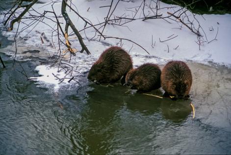 Image of three beavers sat next to each other on a river bank