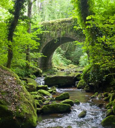 Image of stone bridge over small stream in woodland