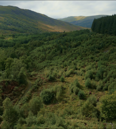 FSC Verified Impact forest restoration on Isle of Mull