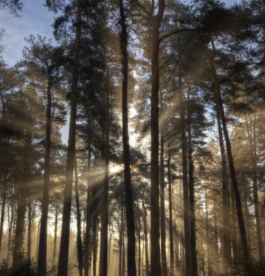 Swaffham Woods (c) FSC UK / Nick Ford