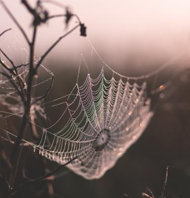 Spiders' web (c) freestocks via unsplash