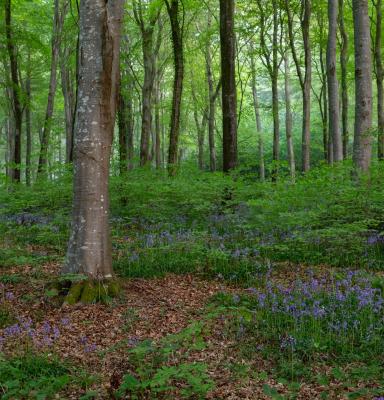 FSC woodland (c) FSC UK/ E. Parker