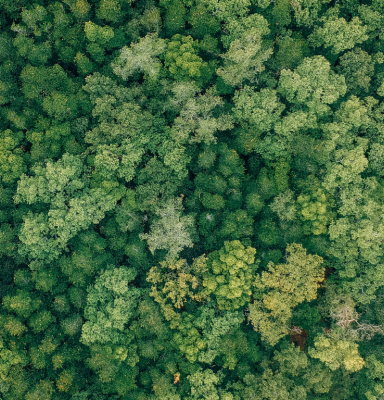 Tree canopy