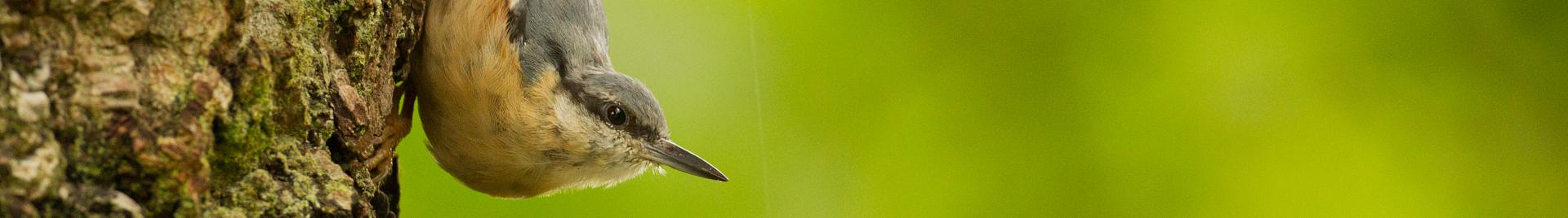 Nuthatch, New Forest (c) FSC UK - R. Allen