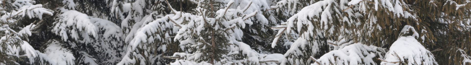 Spruce trees covered in snow