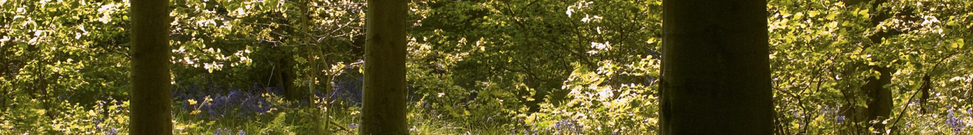 Bluebell in West Woods, by Max Moore