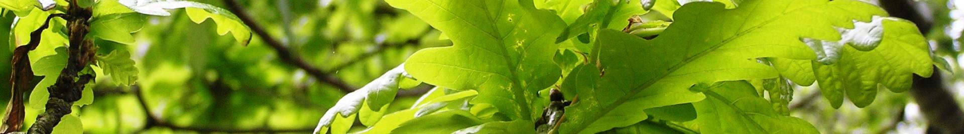 Leaves on oak tree