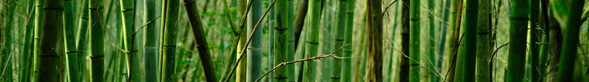 Bamboo forest