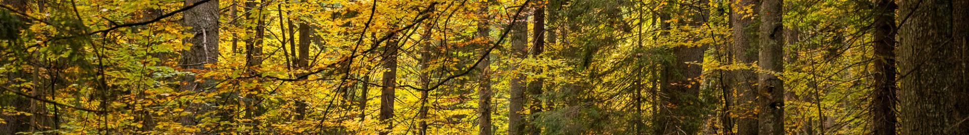 Strambu Forest (c) FSC / Jonathan Perugia