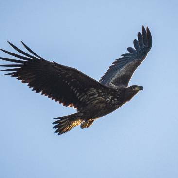 White-tailed Eagle (C) Ainsley Bennett