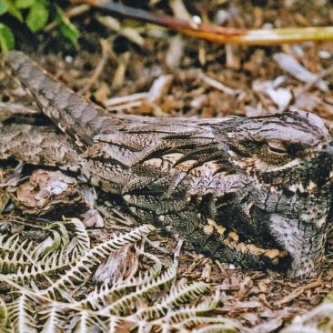 Nightjar (C) Forestry England