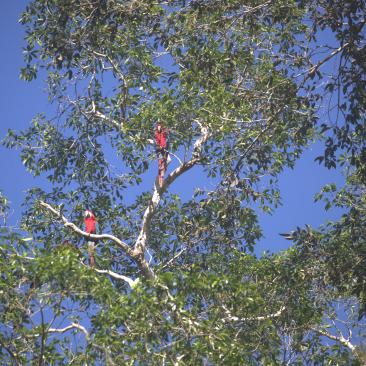 Maderacre parrots (c) FSC / Sebastián Castañeda